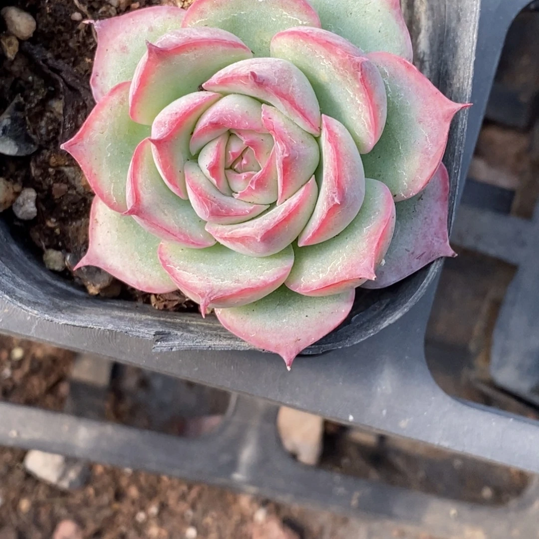 九***妹侧影满十元包邮肉肉