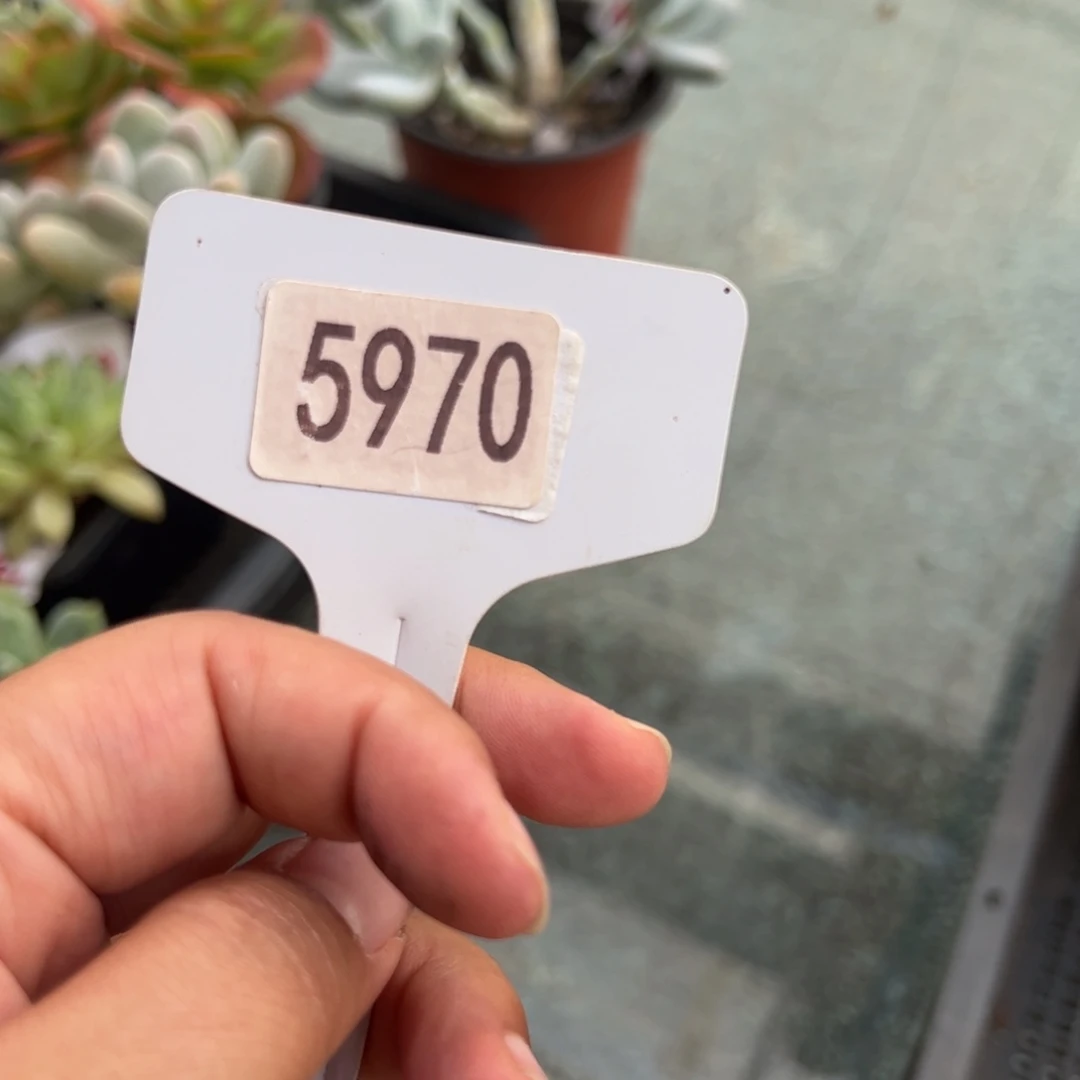 【闪购商品】陶****✨5970。111111111