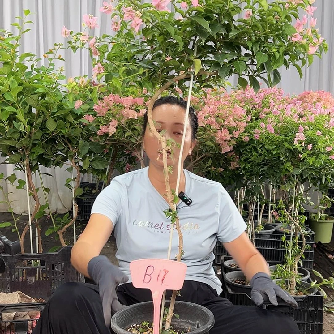 木***木当前无花栽培后可以开花B17魔法樱花