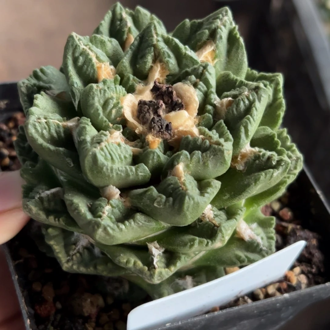 落地勃氏龟甲牡丹940