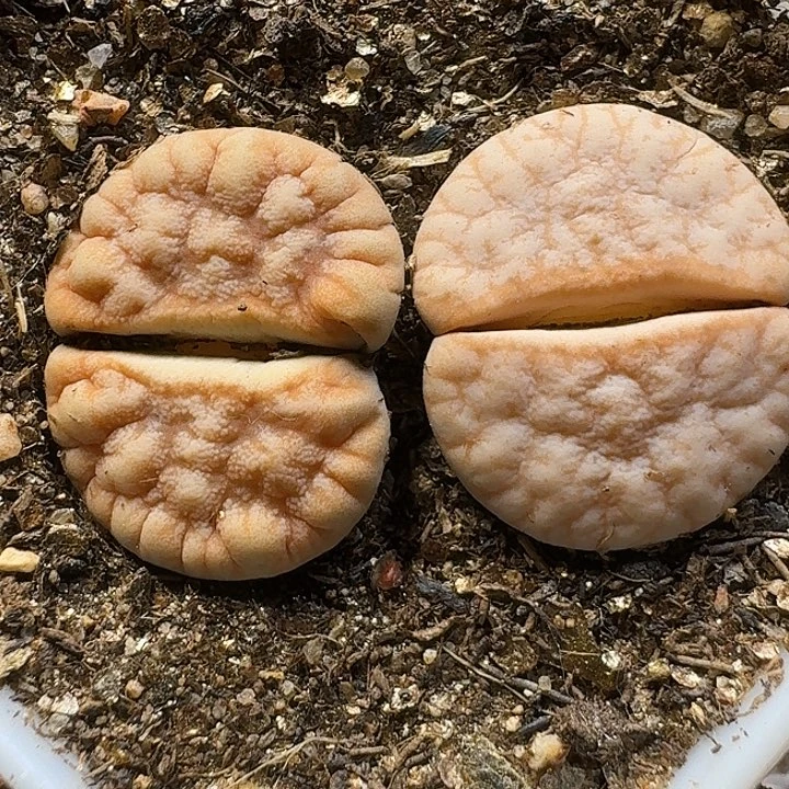 生石花111111。 503