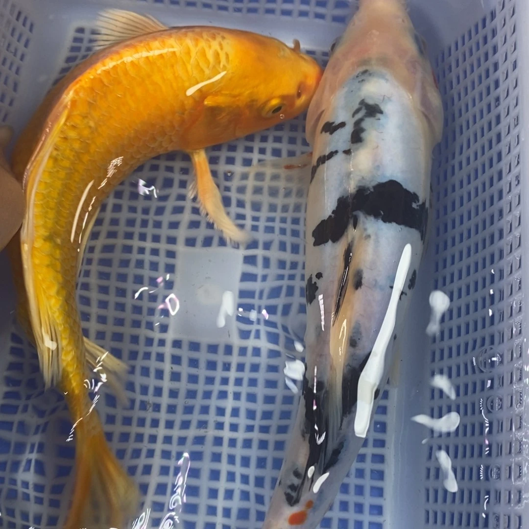 锦鲤冷水锦鲤包邮