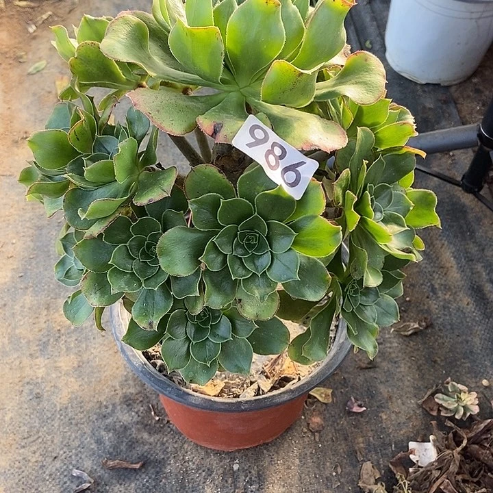 君美丽朵朵986多肉不包断