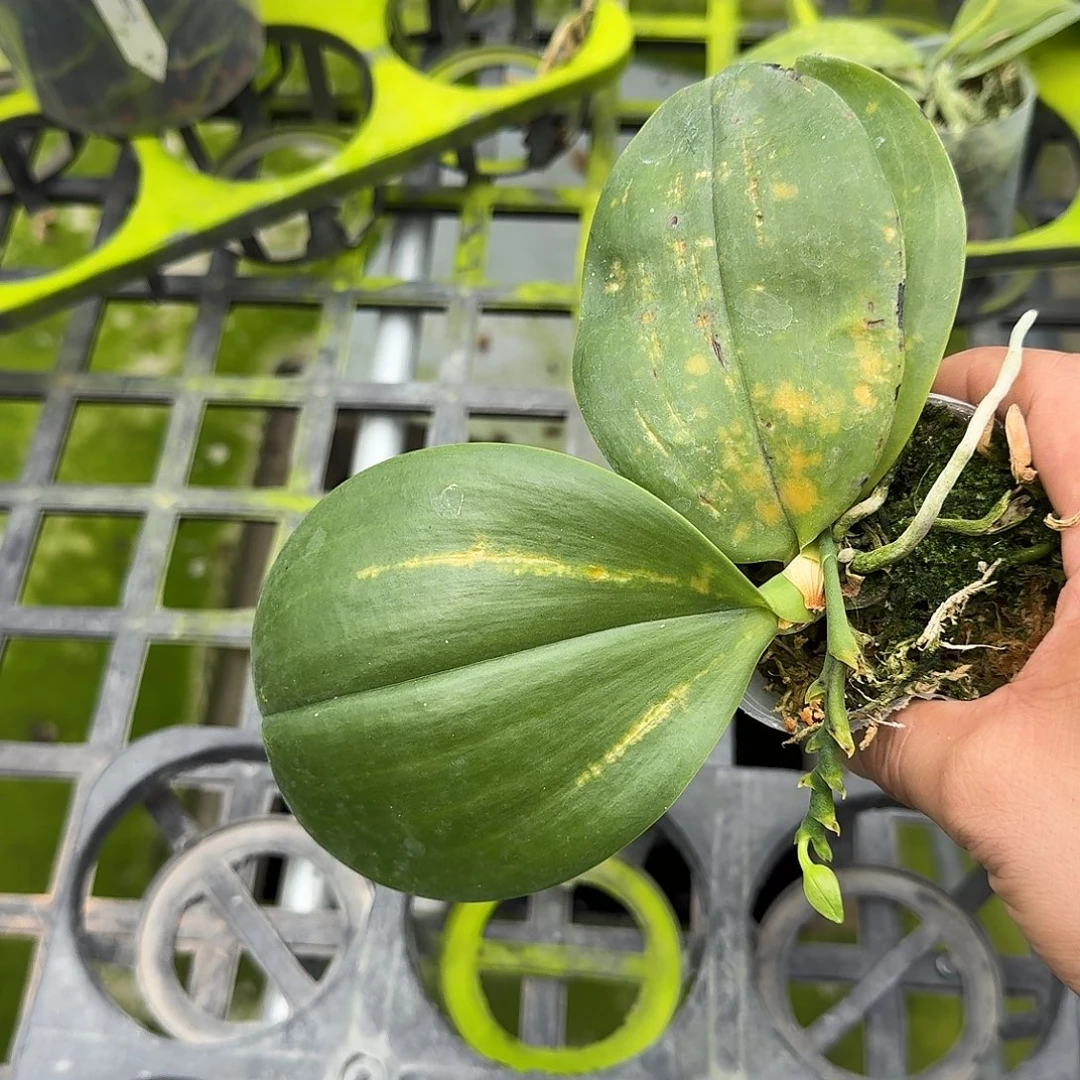 深***海当前无花栽培后可以开花叶瑕少根不售后