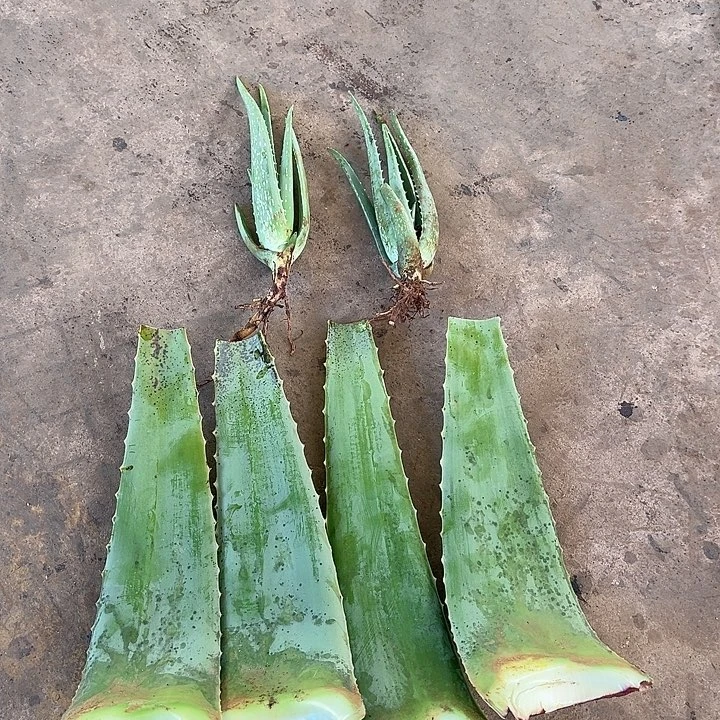 灌肤半截叶片4片送2颗小苗一把梳子