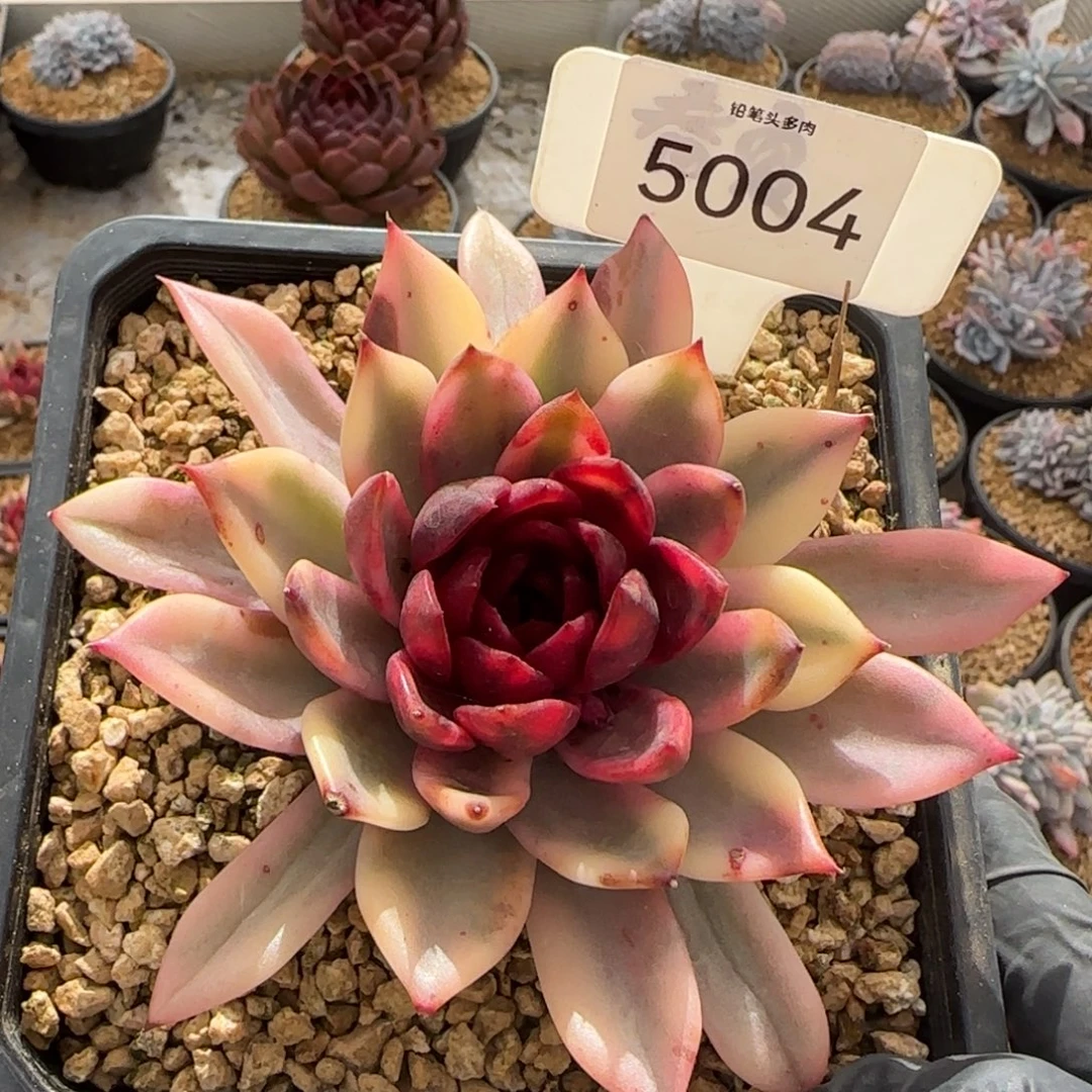 5004。   火焰山锦