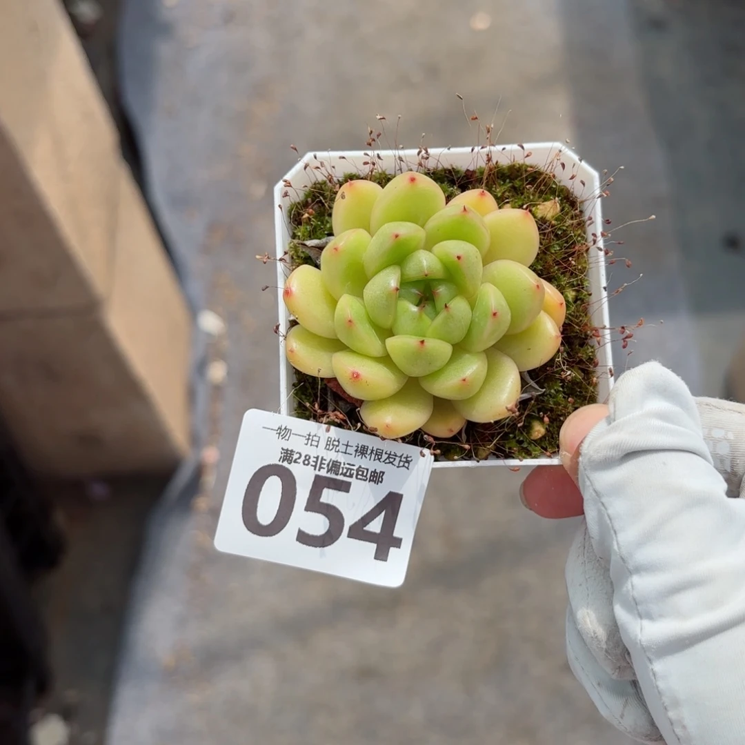 莱拉珍妮无盆土发货