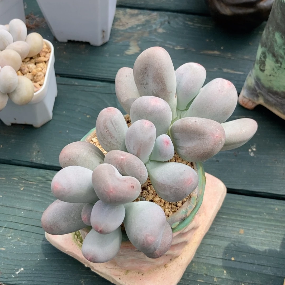 茜宝米可奶酪专拍