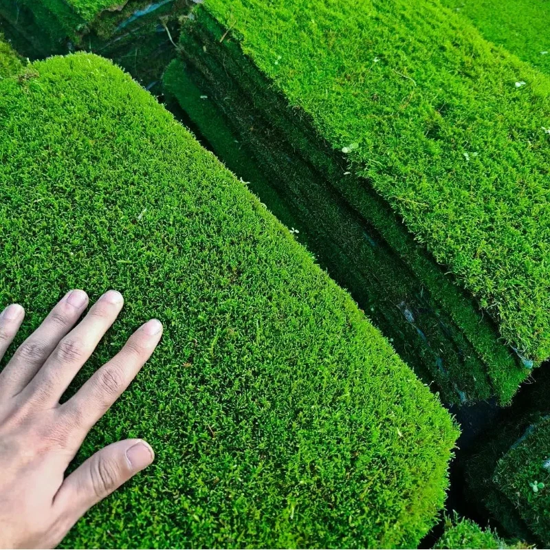 鲜活短绒苔藓草皮盆景苔藓青苔铺面鲜活苔藓花盆用专用苔藓