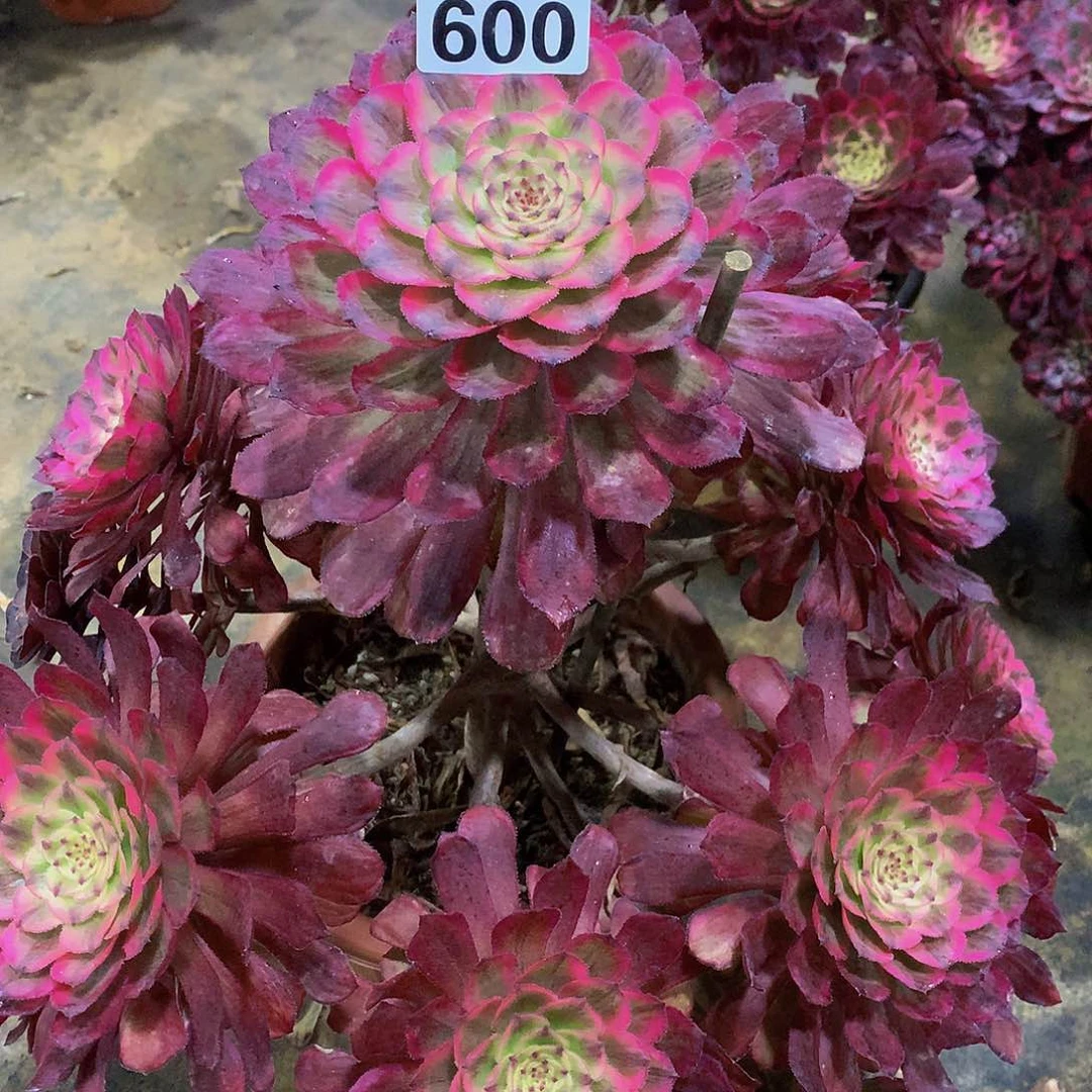 豆**爸多肉红腹轮600.000000