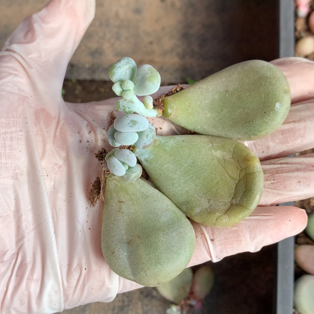 发货时候可能母叶分离