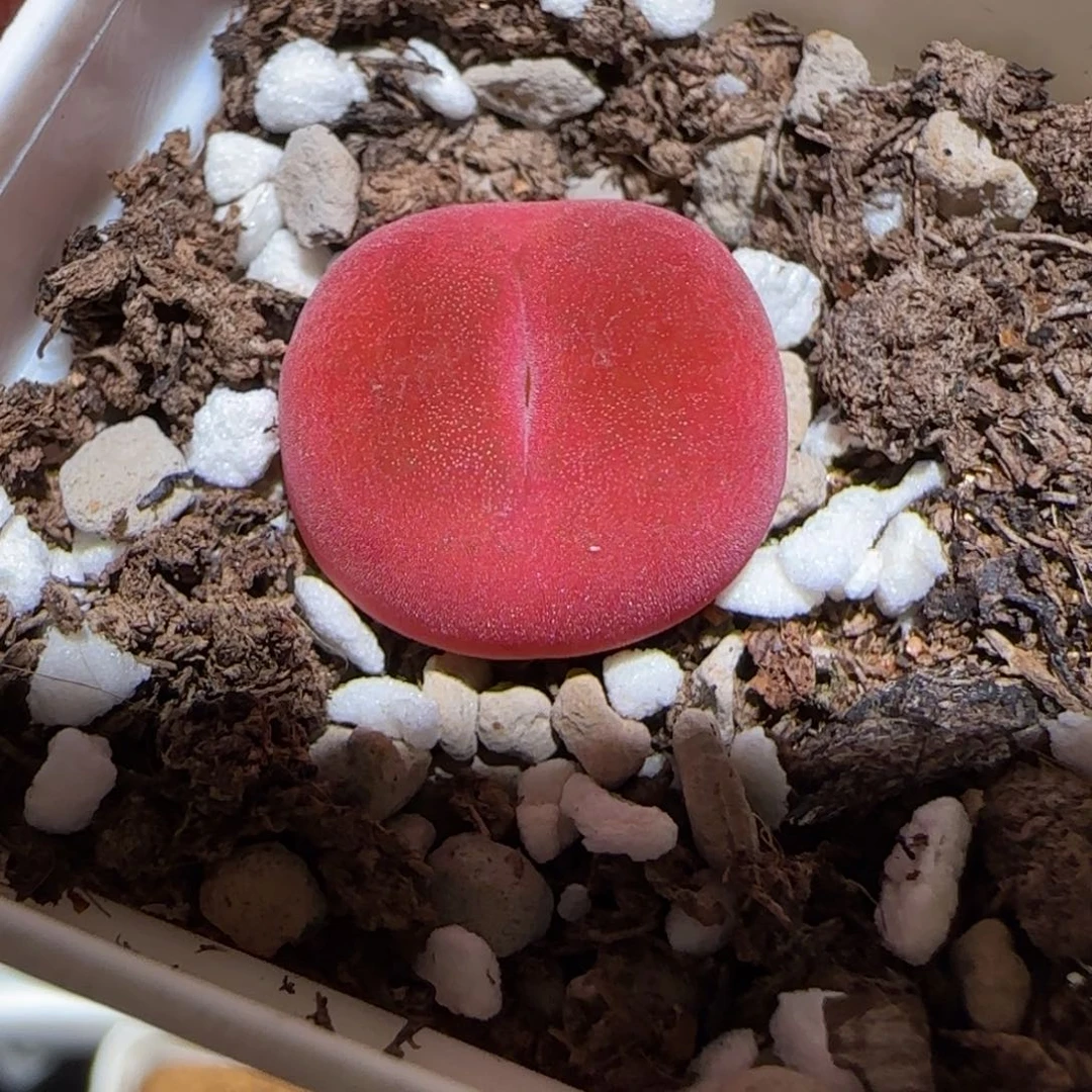 肉锥多肉植物百科-96