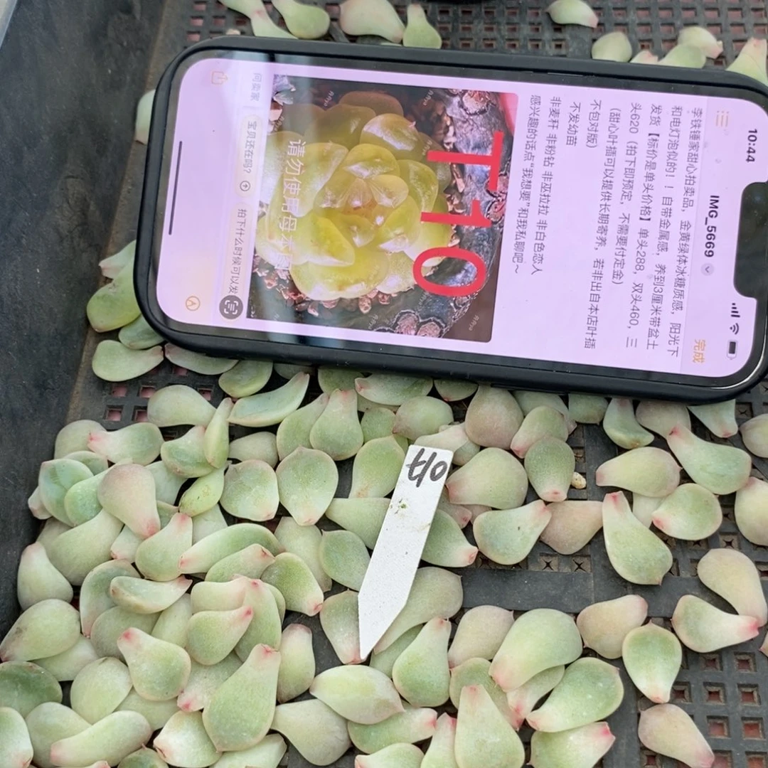 纯叶片甜心t10叶片一个