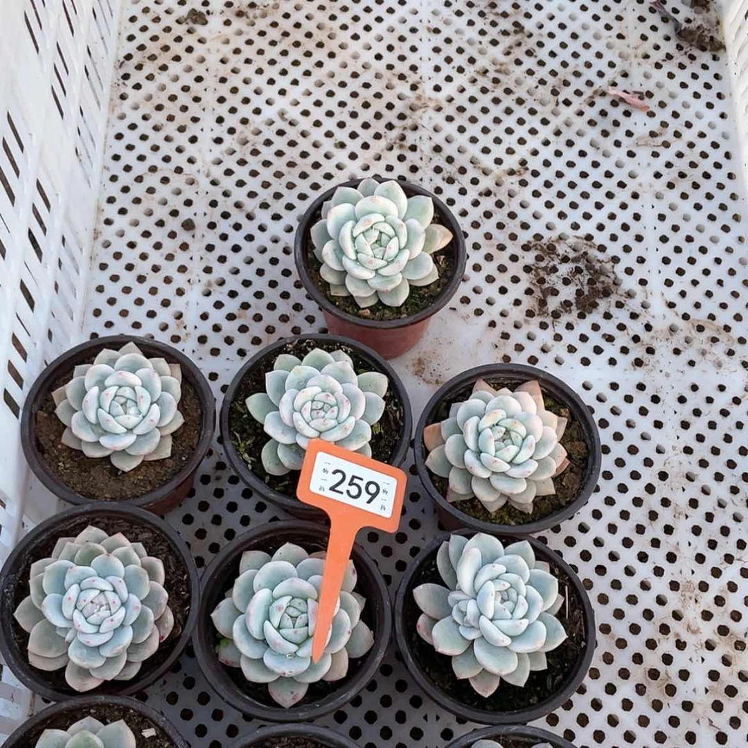 【闪购商品】萍**肉259十颗一组