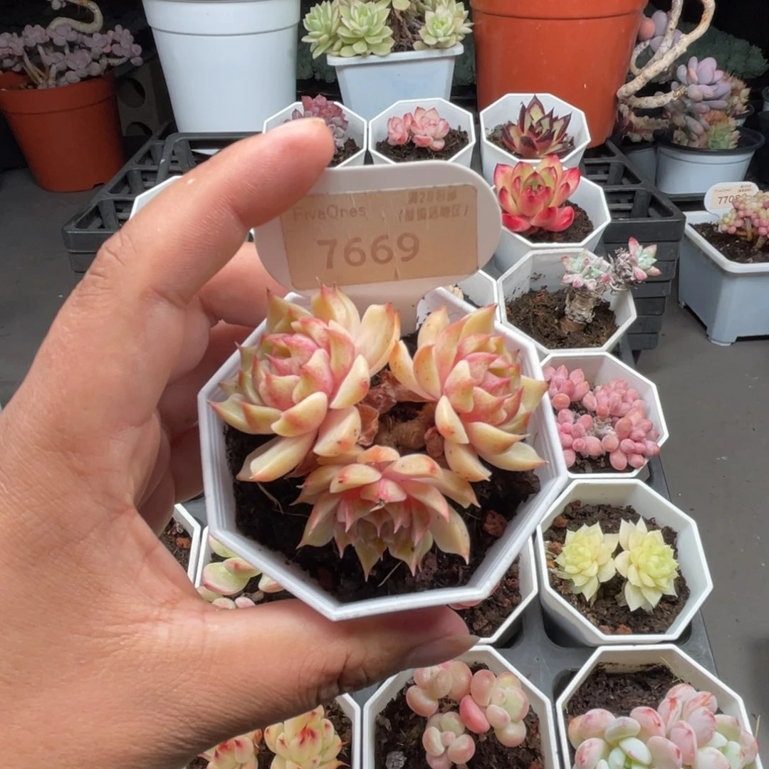 7669苯巴蒂斯 5.0厘米