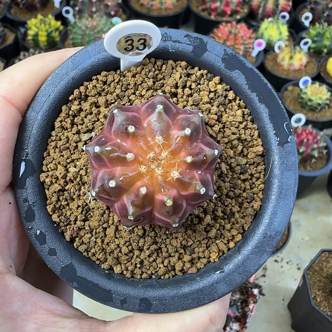 泰系轮回，福利价哦
