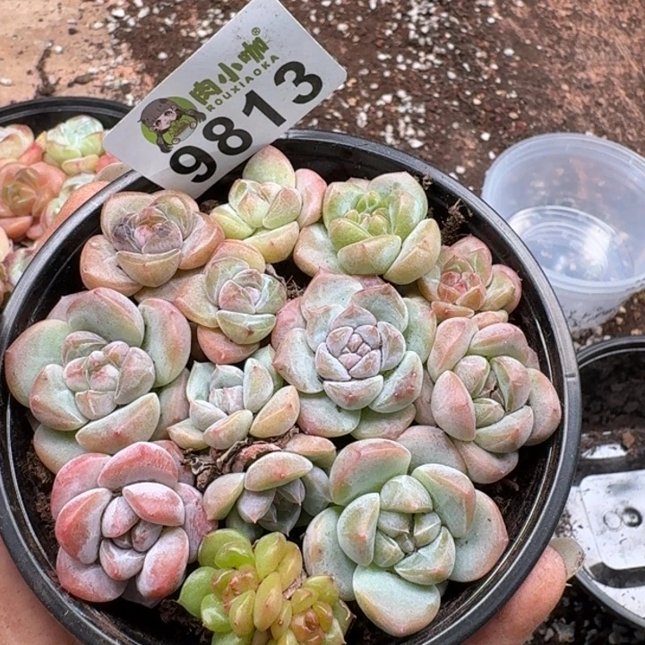 多肉植物多肉植物