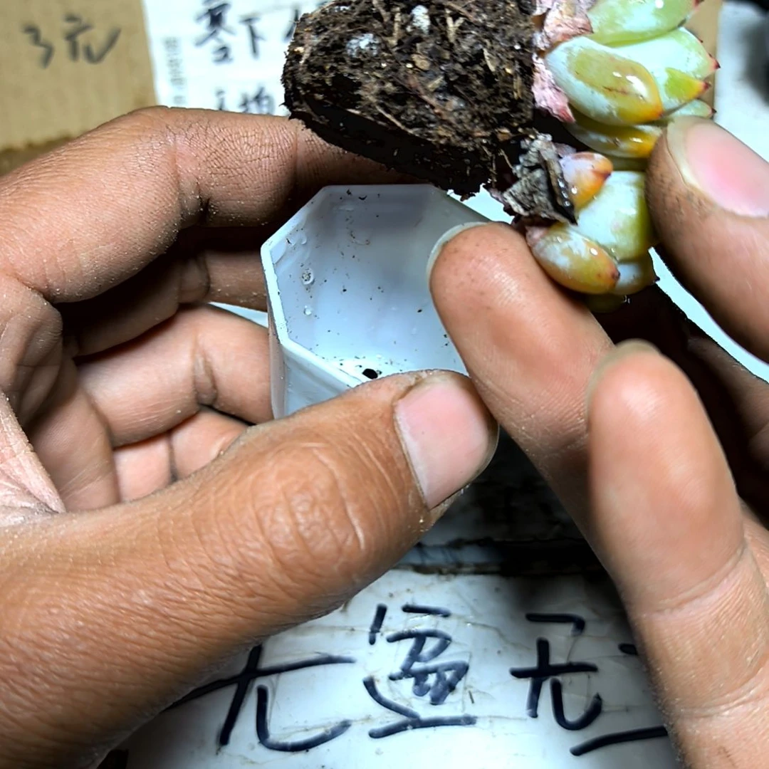 满6元包邮，橙梦露群