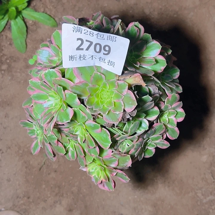 2709安娜多肉植物保护