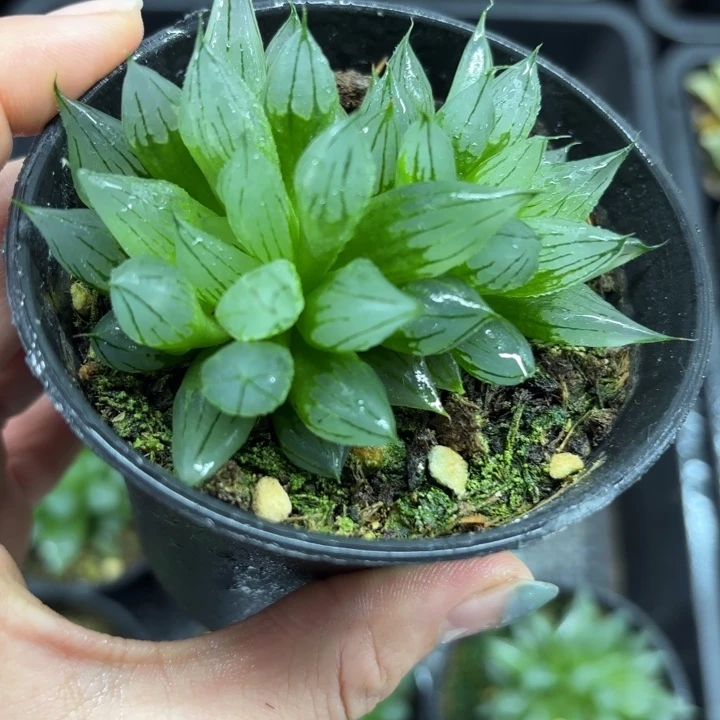 多头母本西亚基多肉植物