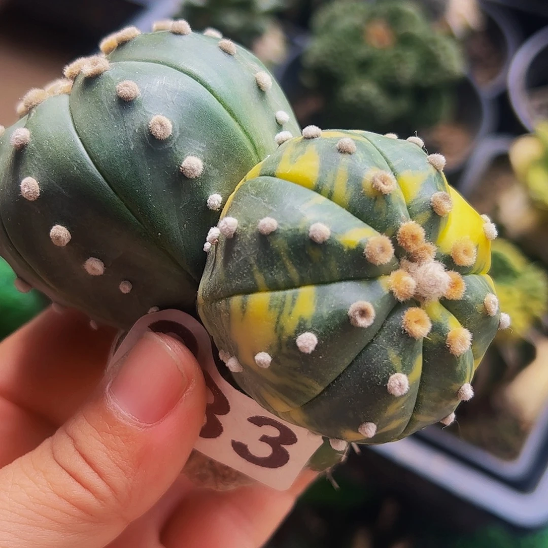 无花朵福利双头兜锦233