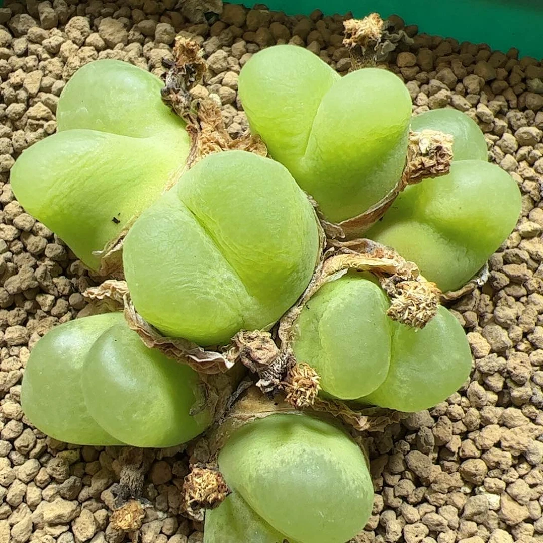 【闪购商品】嗨*呦173 o泡