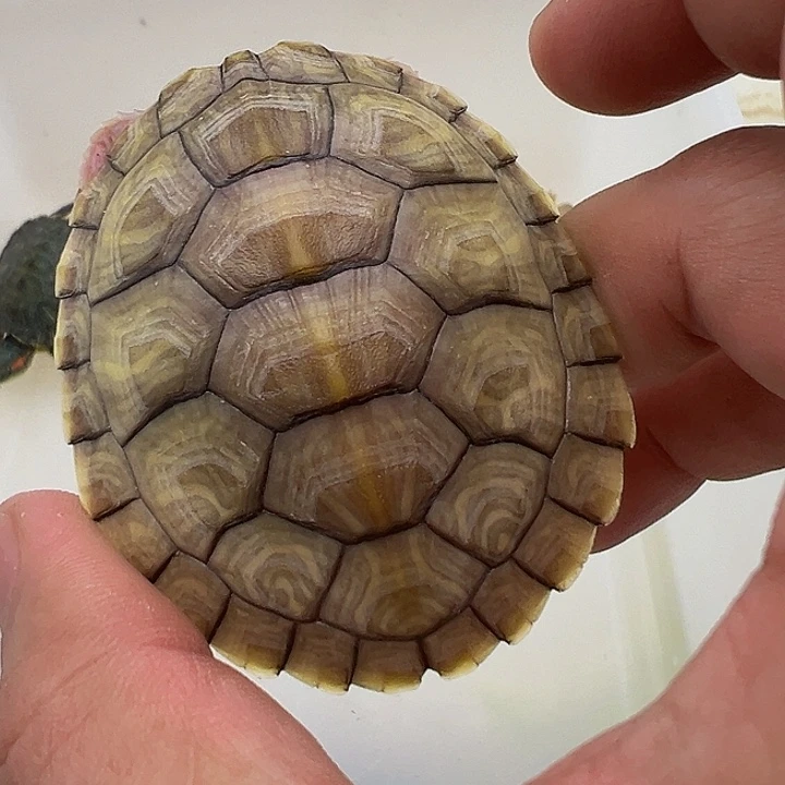 绿毛龟母巴西龟1111