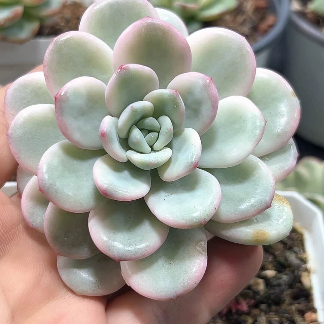 *****老香水锦 小方花圃一物一拍
