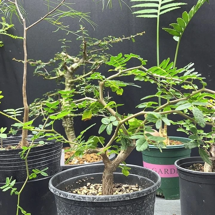 滔天橄榄一物一拍