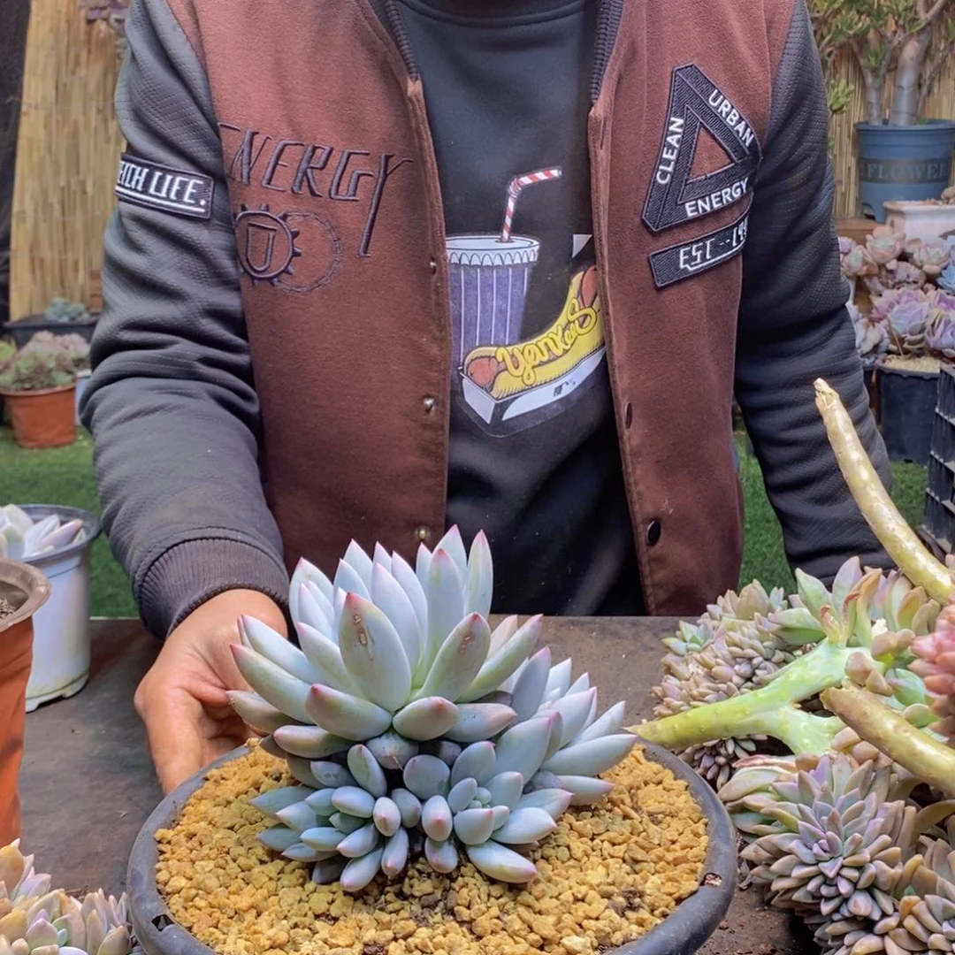 嘟*A100号所罗门群