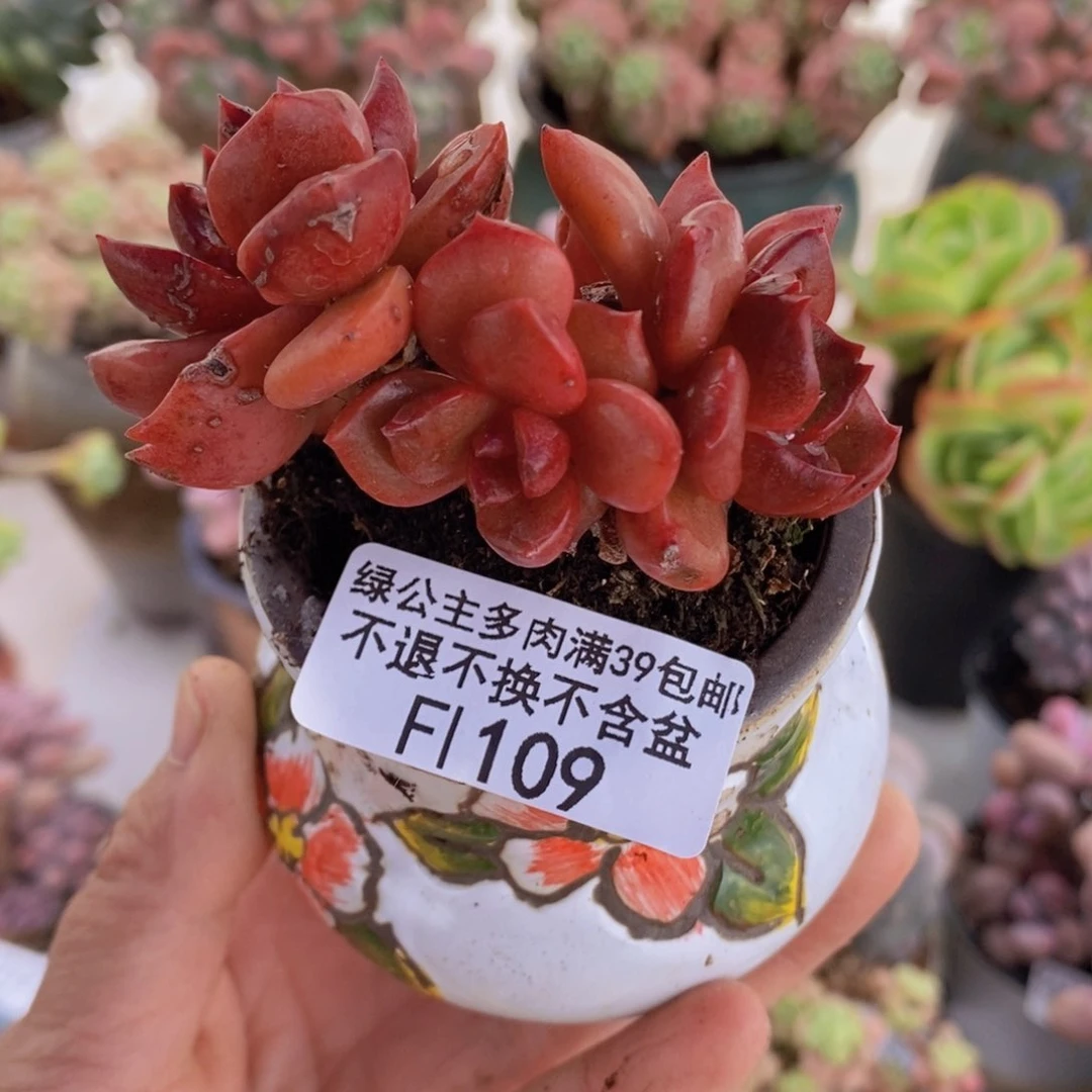 夏洛特老桩6cm109多肉植物