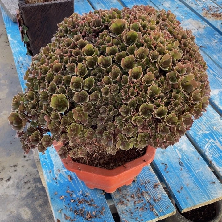 玫瑰法师缀化朵朵微暇