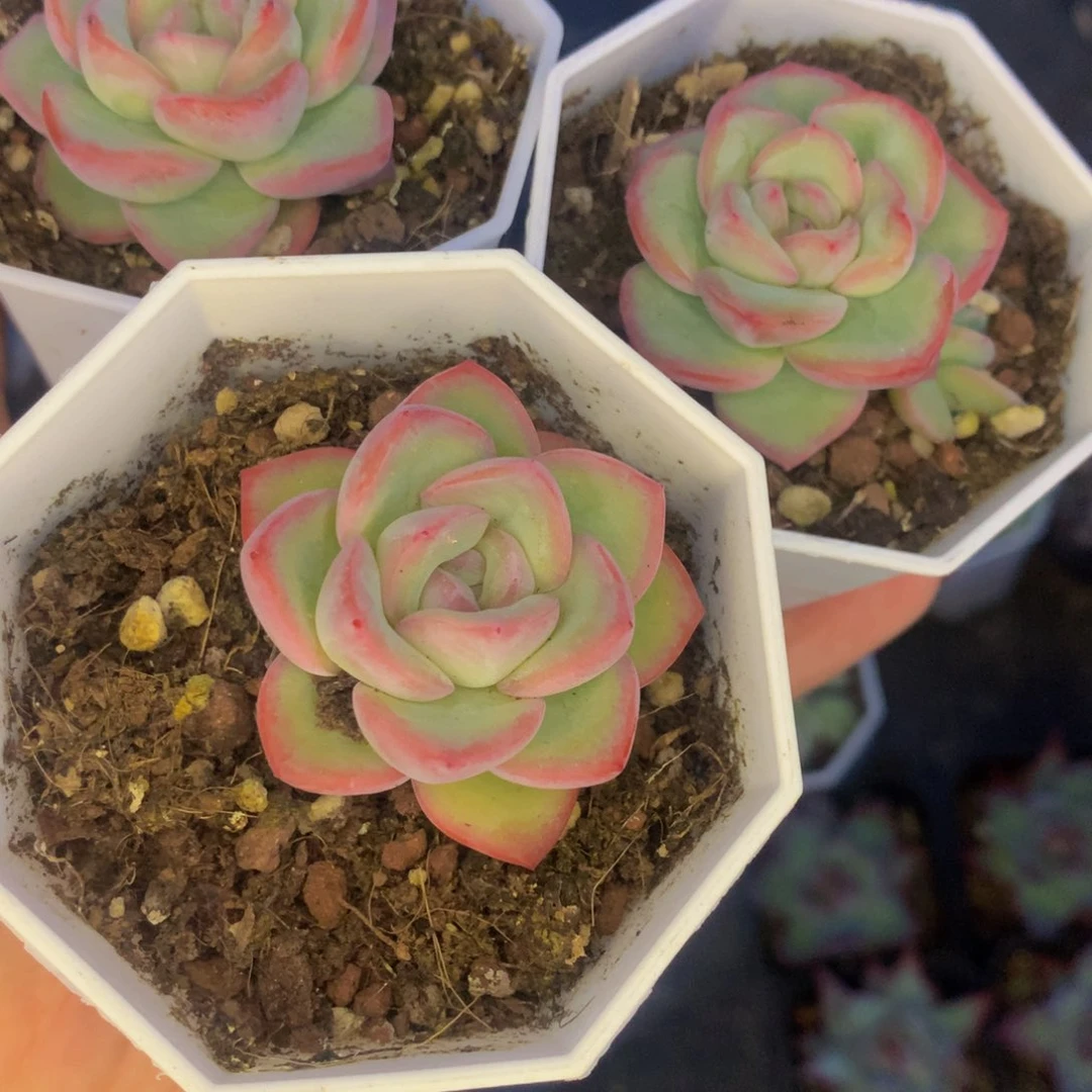 泡芙。（满9.99包邮不满9.99发叶子）