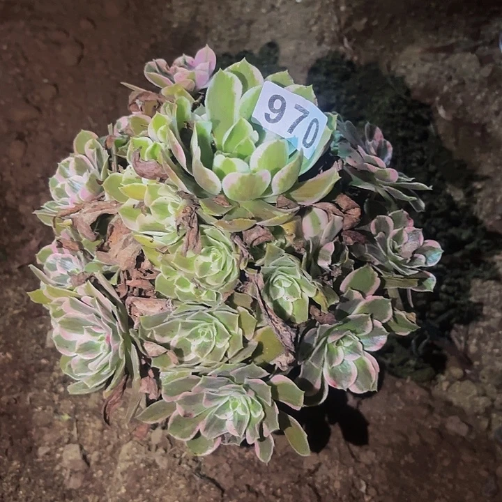 970糖果菊多肉植物