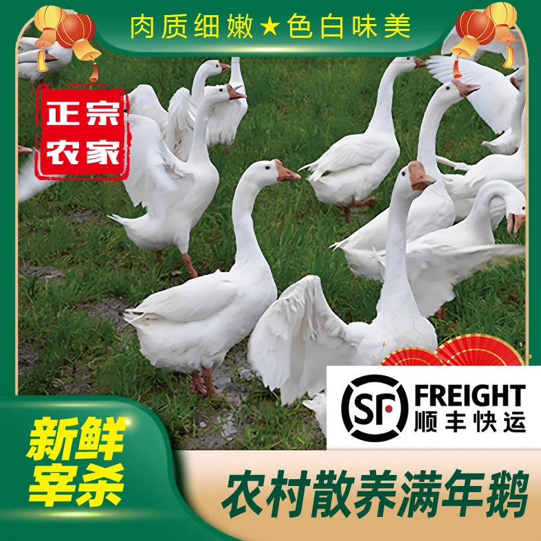 东北农村散养一年以上笨大鹅