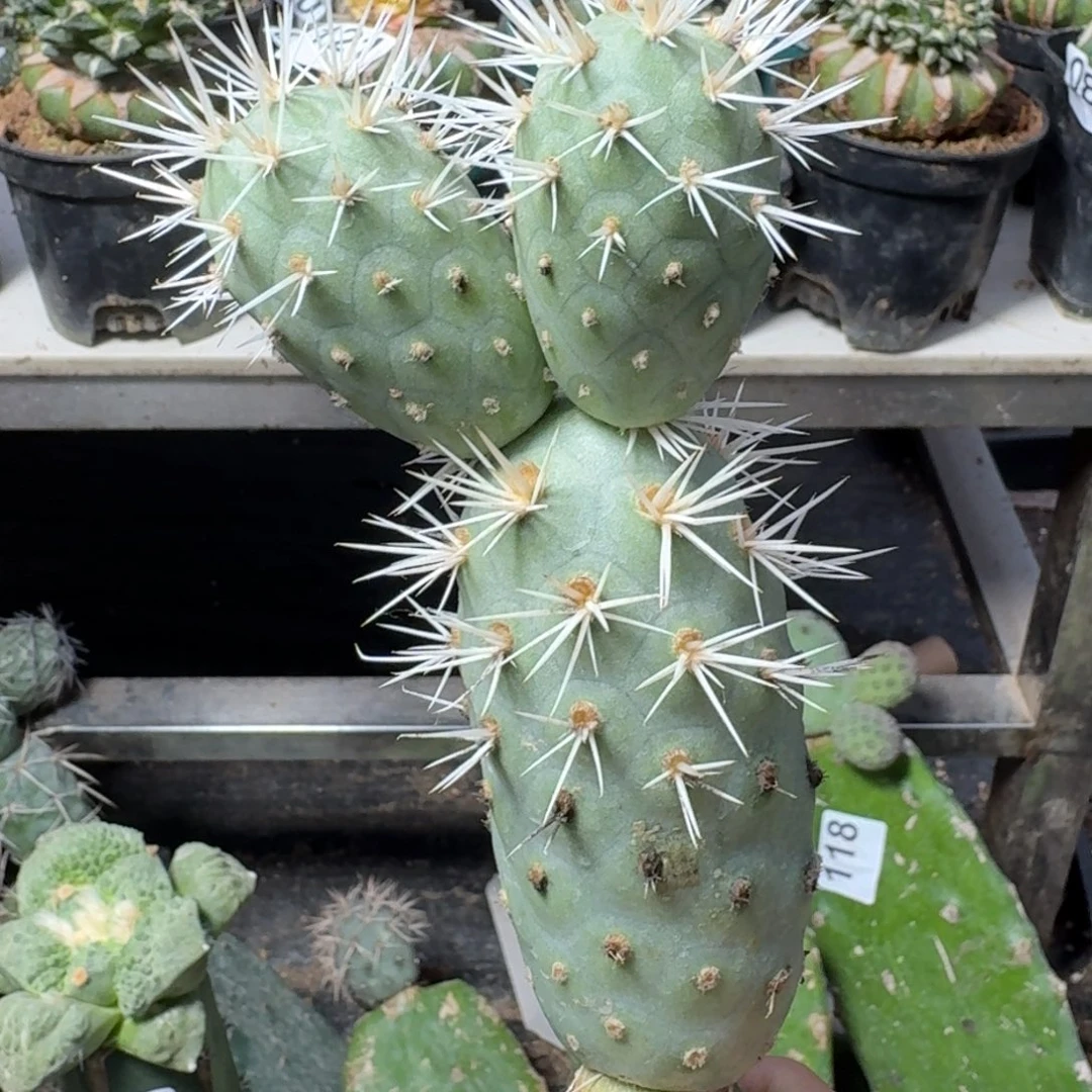 【闪购商品】无花朵福利奶白刺