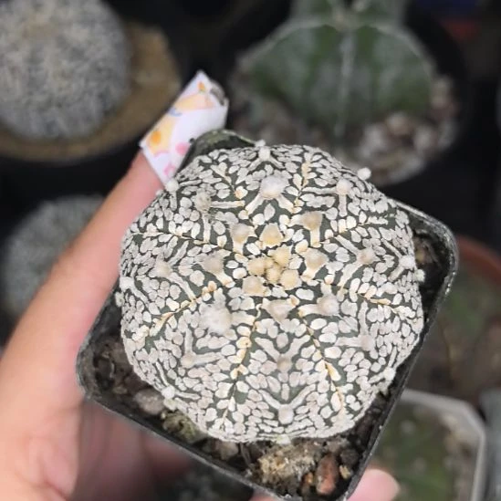 实生v兜2号直径4.5球体有干斑