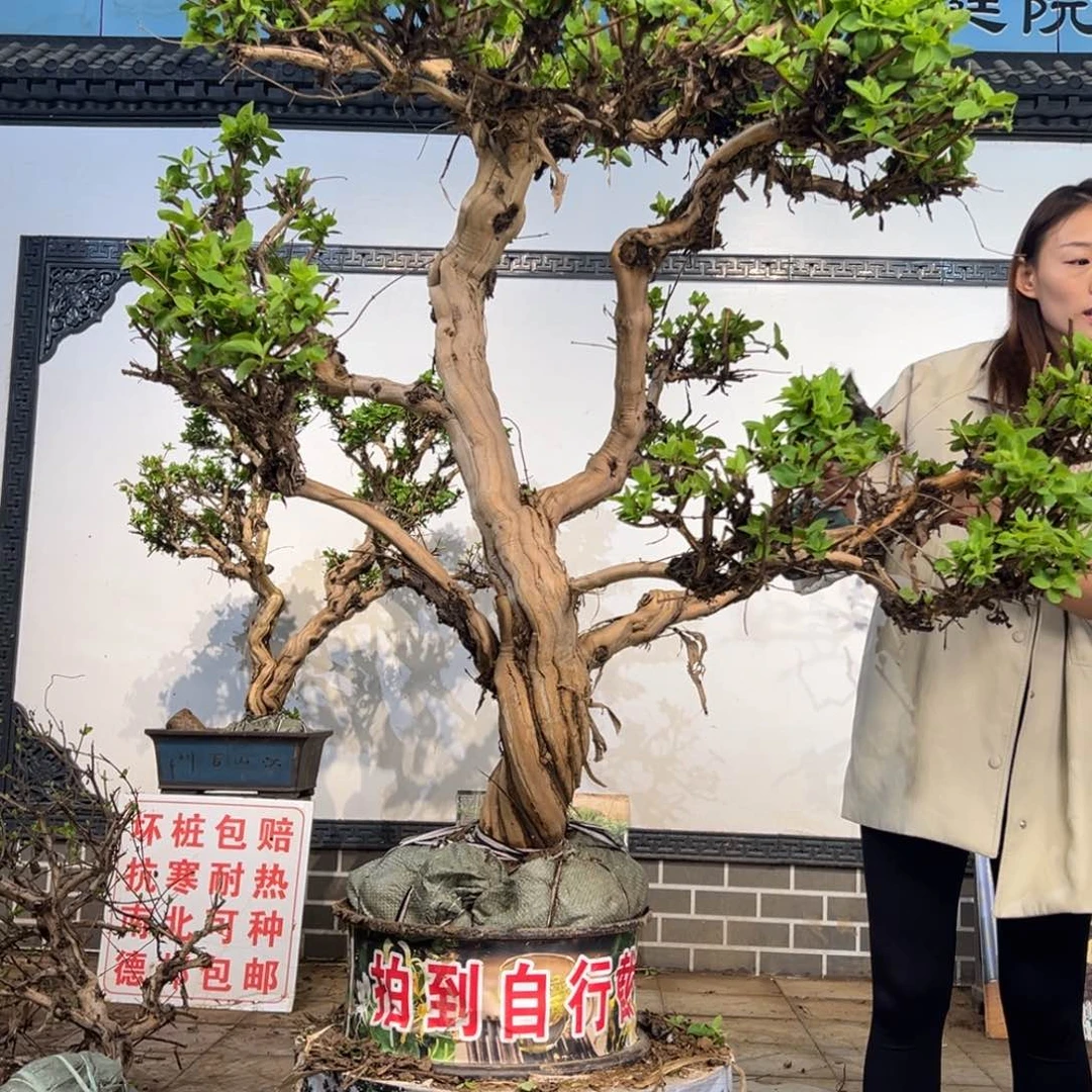 无花朵金银花8877458788888