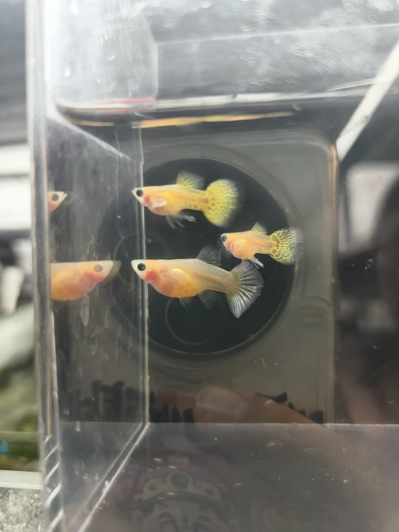 黄蕾丝玻璃猫短体！