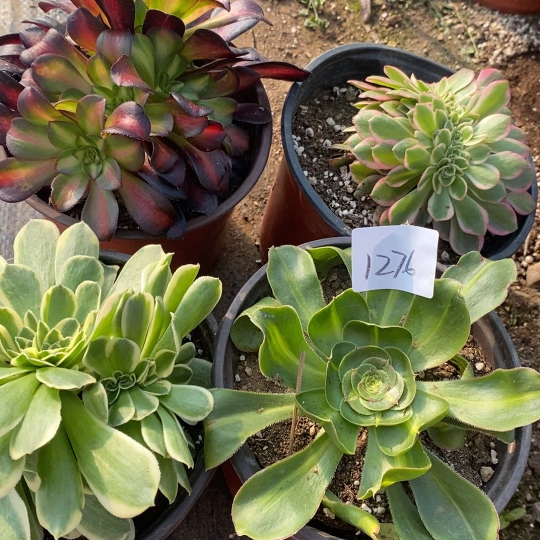 1276四棵多肉植物