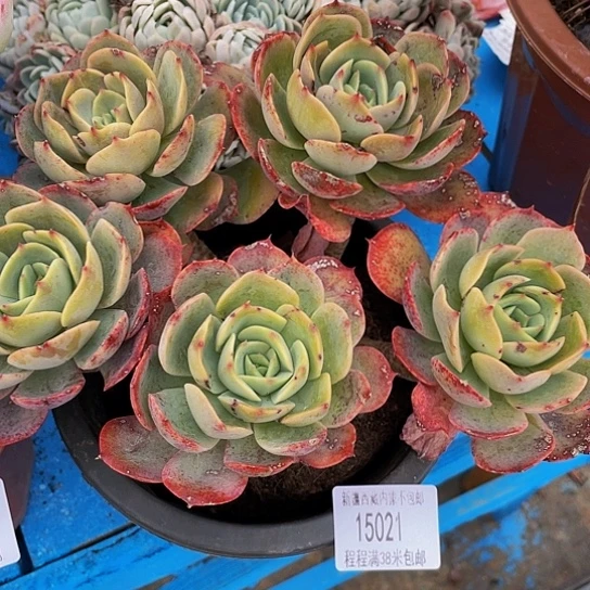 平**康白雪公主15021多肉