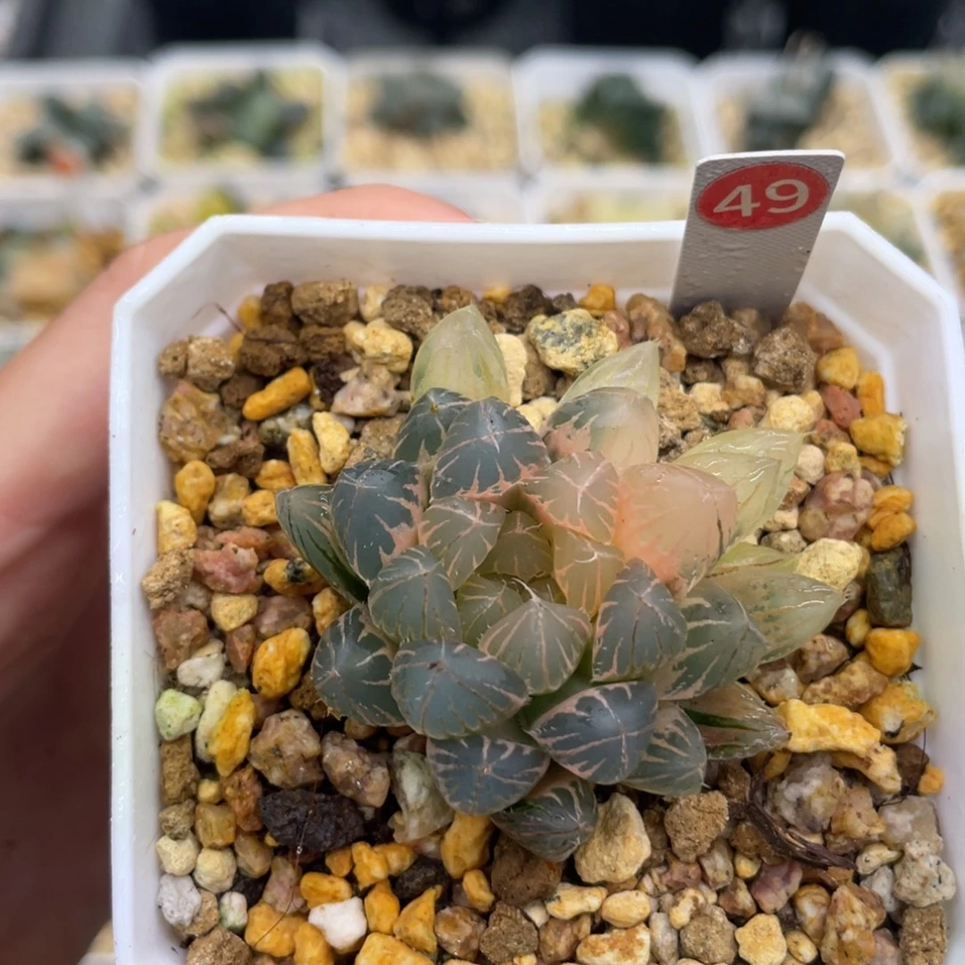 小蔡的菜园 49霓虹灯糊斑