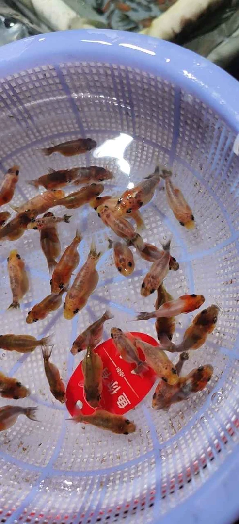 兰寿金鱼(花色随机)冷水观赏鱼温顺好养皮实耐活适合新手