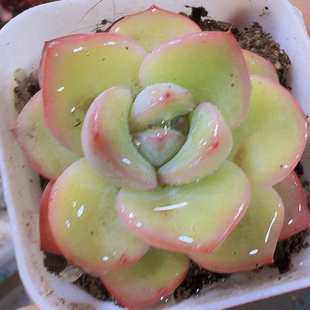 果冻泡芙19包油多肉