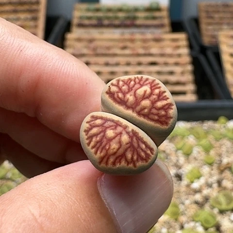 695清框特价菊花纹红粗纹脱