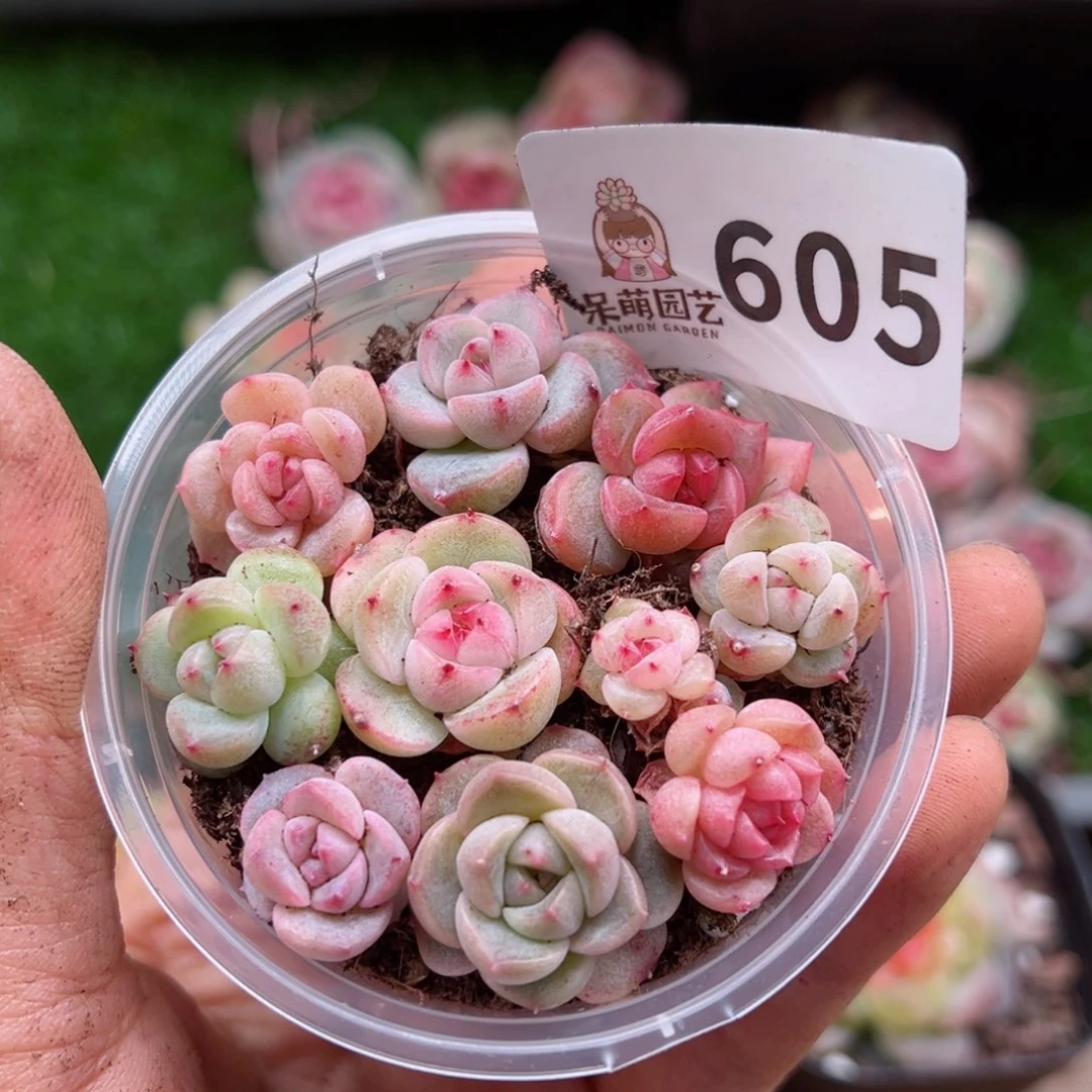 多肉植物多肉植物