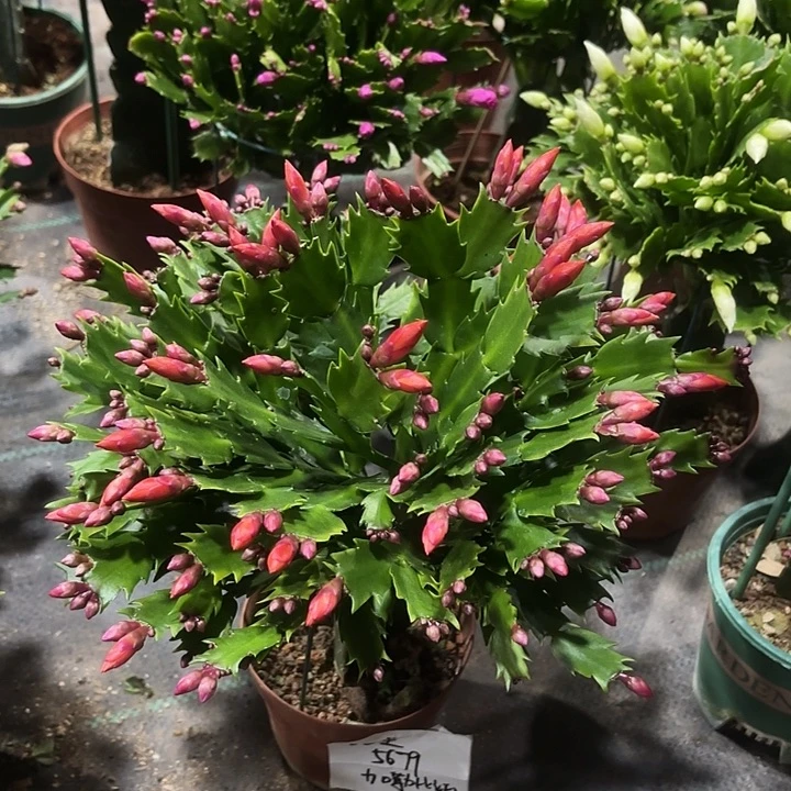 红***.当前无花栽培后可以开花