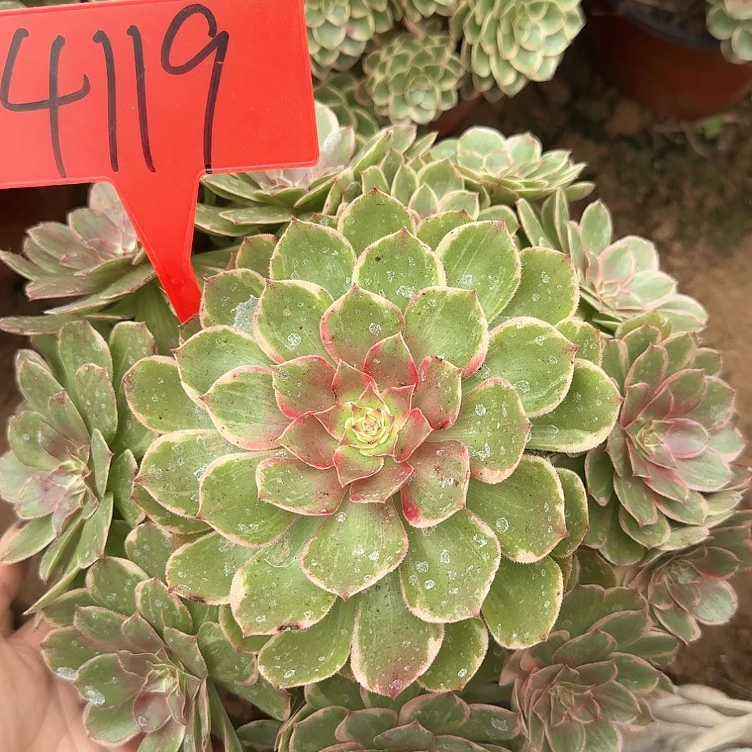 4119莲花座多肉法师
