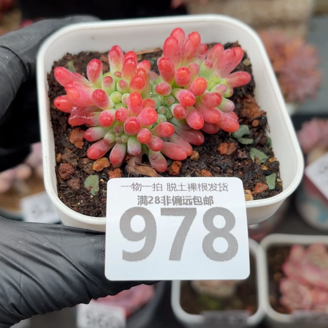 果冻乙女心缀化无盆土发货