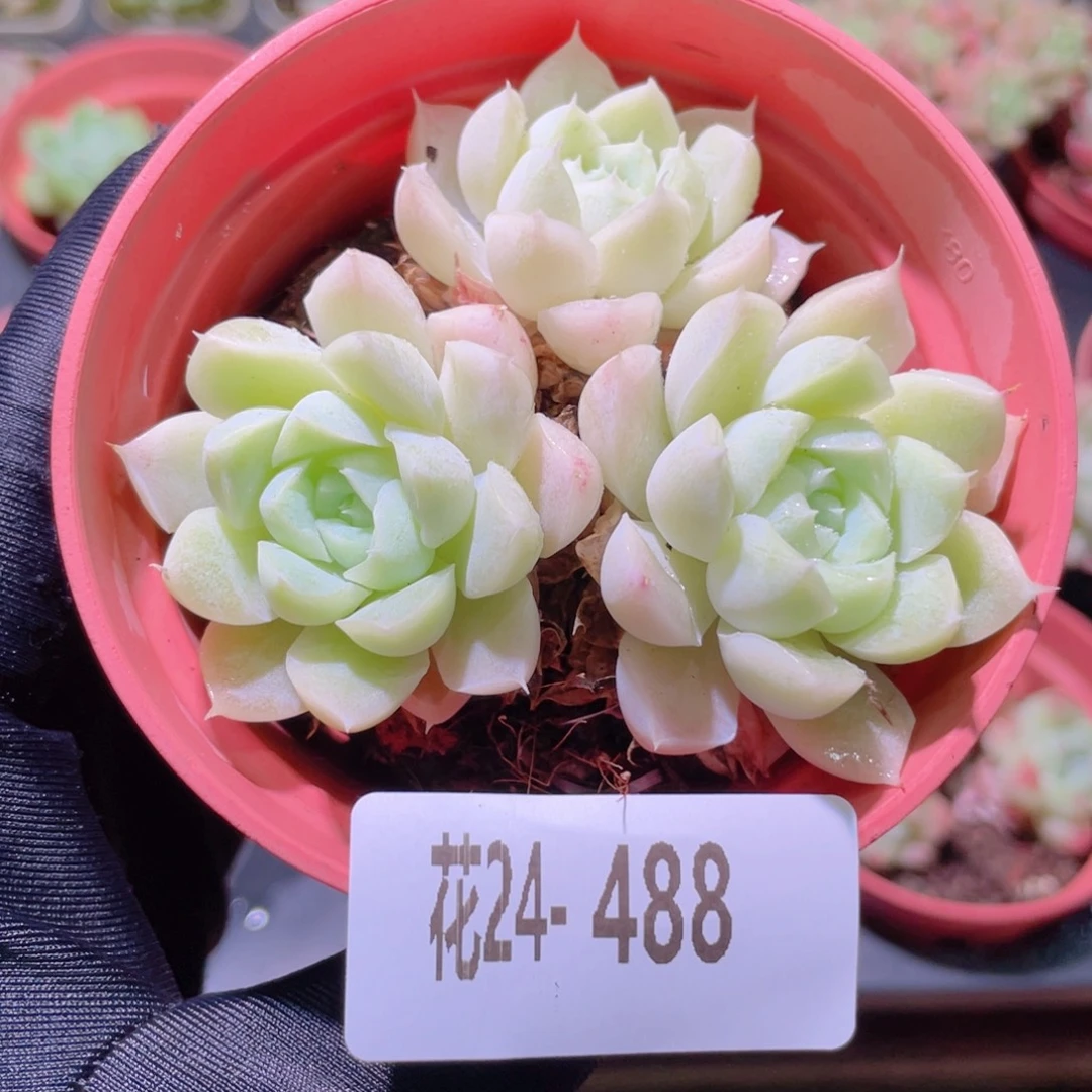 花利美24-488白月影